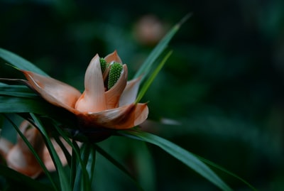 倾斜移位镜头中的黄色和绿色花